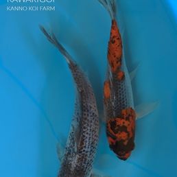 Goshiki koi