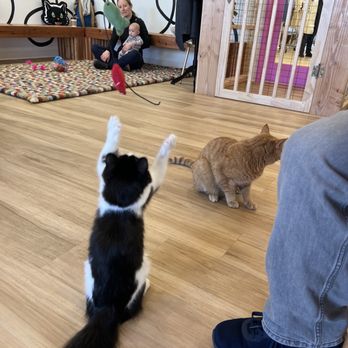 The House Cat - Coffee & Tea Near Me - Ogden, Utah The House Cat - Coffee & Tea Near Me - Ogden, Utah