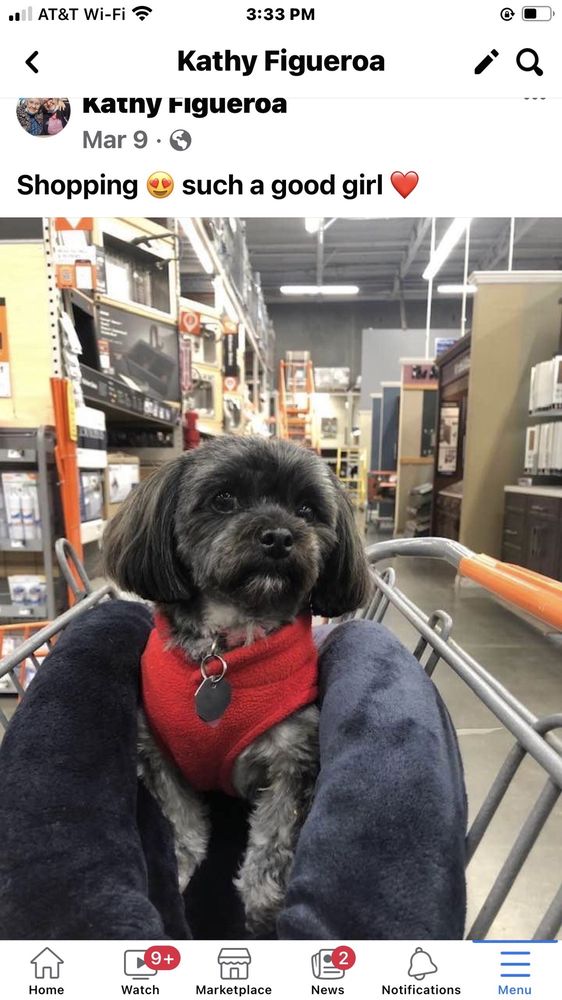 DIANE’S DOG GROOMING - 22 Photos &amp; 43 Reviews - 2128 E Ponderosa Dr, Camarillo, CA - Yelp