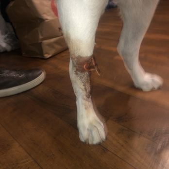 Camp Bow Wow Tri Valley - Pet Sitting Near Me - Livermore, California