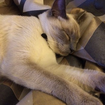 Central Animal Hospital - One of those rare times Simon is sleeping  & not being a terror - Veterinarians Near Me - Tucson, Arizona