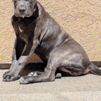 Gabby's Good Dogs - Cane Corso puppy that went through 4 weeks onboarding with Gabby's Good Dogs - Pet Training Near Me