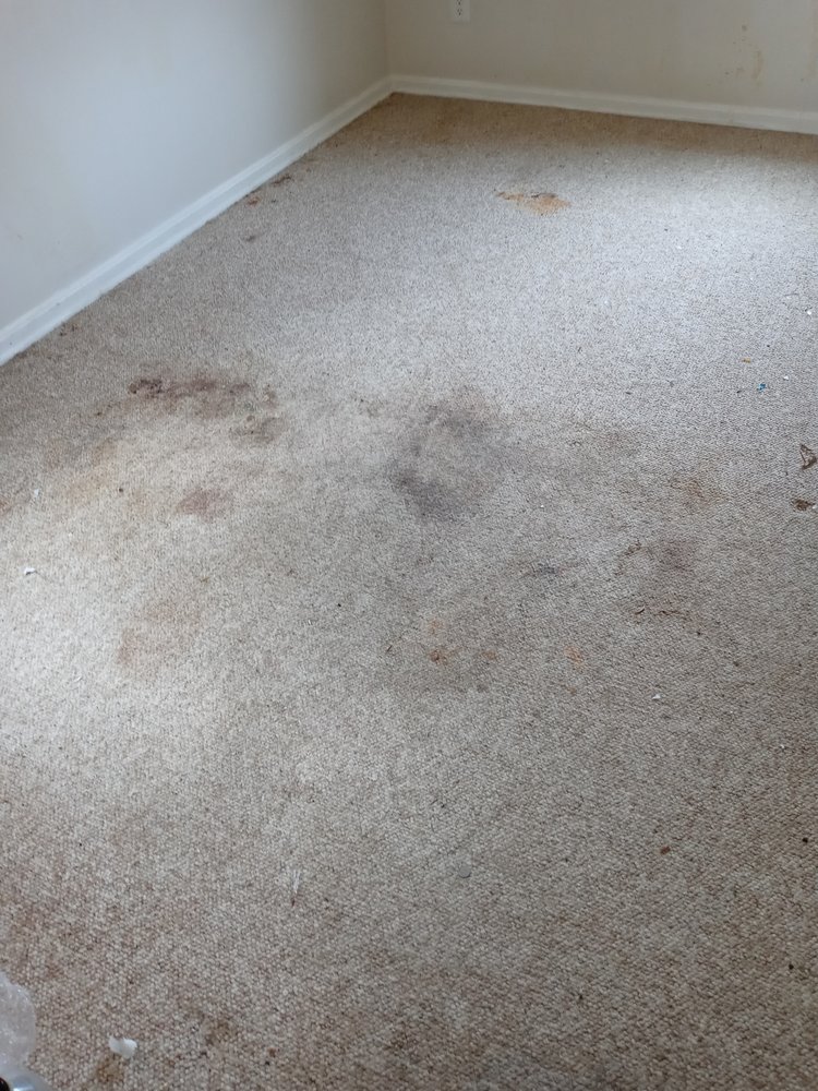 RENAISSANCE CARPET CLEANERS Updated August 2024 41 Photos & 264