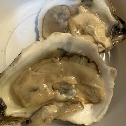 Oysters