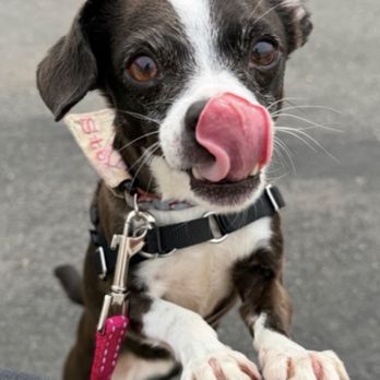 Your Dog Wins Dog Training - Pet Training Near Me Your Dog Wins Dog Training - Pet Training Near Me
