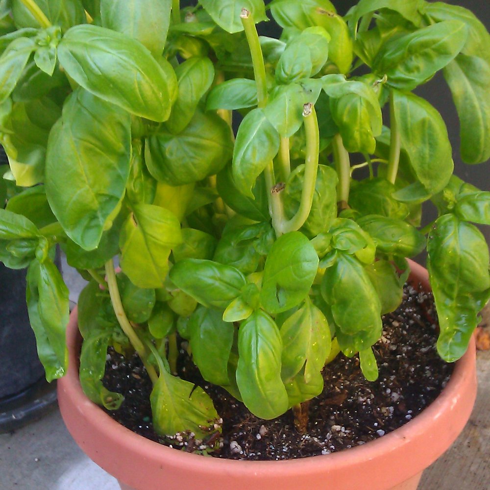 Trader Joe's - Basil - Grocery Near Me - Brea, California Trader Joe's - Basil - Grocery Near Me - Brea, California