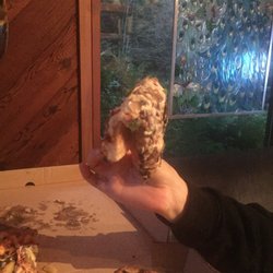 Pepper Creek Pizza & Pasta - The "soggy bottom veg"