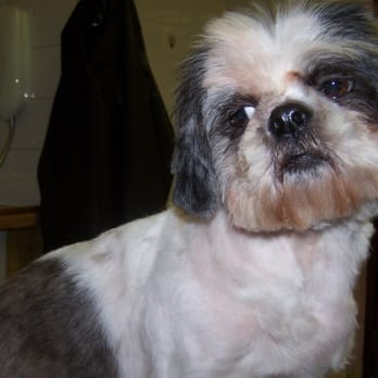 The Funky Mutt Hutt - Beauty & Spas Near Me - Launceston, CON