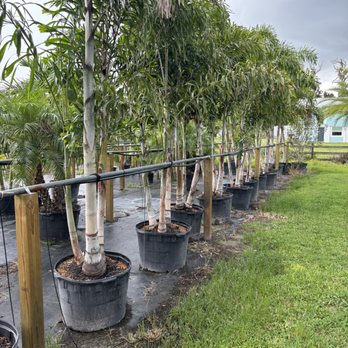 White Diamond Nursery - Nurseries & Gardening Near Me - Palmetto, Florida White Diamond Nursery - Nurseries & Gardening Near Me - Palmetto, Florida