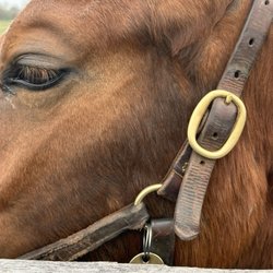 Mill Ridge Farm - Just the most beautiful animal on earth smart as well hated to leave them