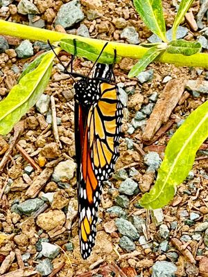 Bob Jones Trail Head by null