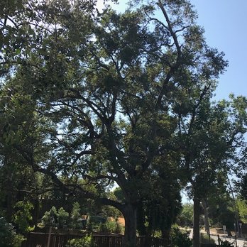 Gabriel Lopez Tree Service - Oak After - Tree Services Near Me - La Puente, California