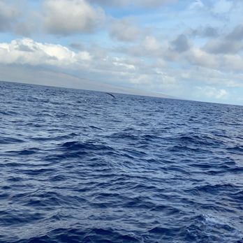 Makai Adventures - Peck slap! - Boat Charters Near Me - Lahaina, Hawaii