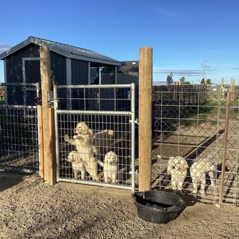 Mattox Dog Training Academy - Pet Training Near Me - Eltopia, Washington
