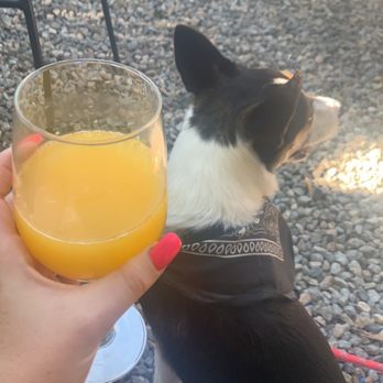 Diamond Dog Academy - I can take my dog to public places now!!!!!!!! no growling barking or nipping!!! Even lets people pet her now!!!!! - Pet Training Near Me - Arvada, Colorado