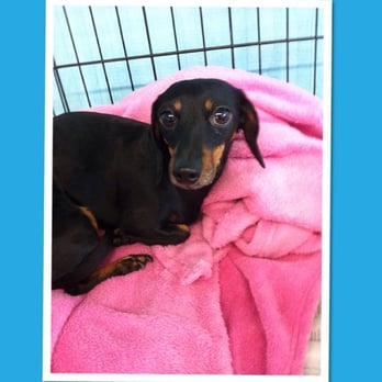 Ultimutt Grooming - dachschund - Pet Groomers Near Me - Denton, Texas