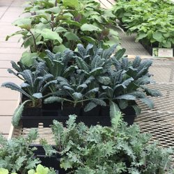 Wenke Greenhouses