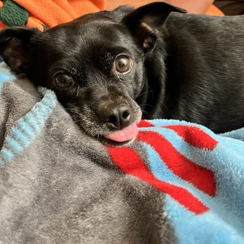 Mary S Roberts Pet Adoption Center - Animal Shelters Near Me - Riverside, California
