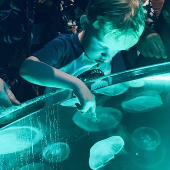 Aquarium Pyramid - Jelly Fish two finger touch!! - Aquariums Near Me - Galveston, Texas Aquarium Pyramid - Jelly Fish two finger touch!! - Aquariums Near Me - Galveston, Texas