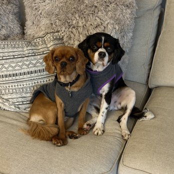 Doggie Grooming Styles - Max and Dash Always look good. Lucy does a great job! They really love her. - Pet Groomers Near Me - Campbell, California Doggie Grooming Styles - Max and Dash Always look good. Lucy does a great job! They really love her. - Pet Groomers Near Me - Campbell, California