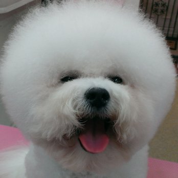 Absolutely Animals - We groom all breeds and styles - Pet Groomers Near Me - London, XGL Absolutely Animals - We groom all breeds and styles - Pet Groomers Near Me - London, XGL