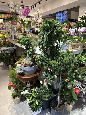 Fresh Picked by null