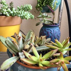 Succs N Such