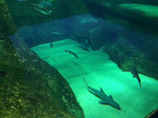 Biarritz Aquarium by null