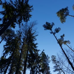 Stausee Hohenfelden - Im Wald am See