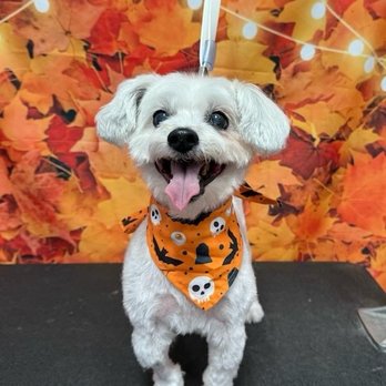 Lush Spaw - My little boo! Thanks Elena! - Pet Groomers Near Me - Santa Clara, California Lush Spaw - My little boo! Thanks Elena! - Pet Groomers Near Me - Santa Clara, California