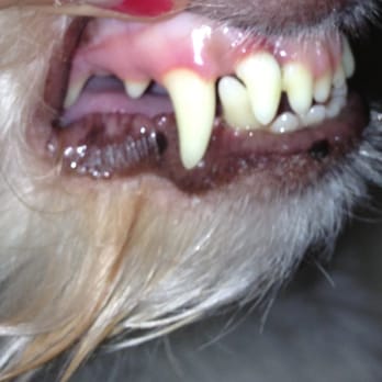 Metropolitan Veterinary Center - my dog's teeth a couple days after the dental cleaning and 6 teeth extractions - no more death odor! - Veterinarians Near Me - Chicago, Illinois Metropolitan Veterinary Center - my dog's teeth a couple days after the dental cleaning and 6 teeth extractions - no more death odor! - Veterinarians Near Me - Chicago, Illinois