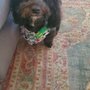 Photo of Happy Dogs Grooming