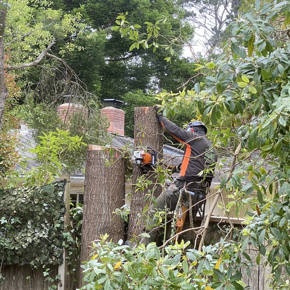 The Tree Brothers - Final sectioning - Tree Services Near Me - Salinas, California The Tree Brothers - Final sectioning - Tree Services Near Me - Salinas, California