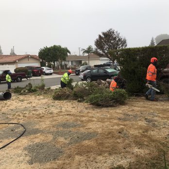 tree service - Awesome Crew! - Tree Services Near Me tree service - Awesome Crew! - Tree Services Near Me