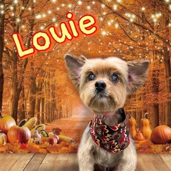 Shellie's Grooming & Supply - Senior pups - Pet Stores Near Me - Oviedo, Florida