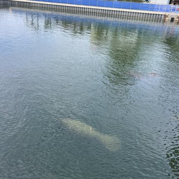 Manatee Viewing Center - Manatee - Zoos Near Me - Apollo Beach, Florida