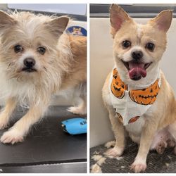Royal Pets Mobile Grooming Salon and Spa