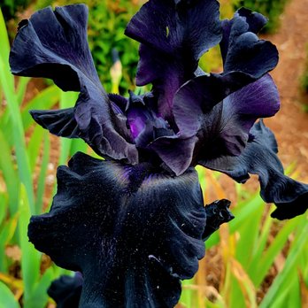 South Waterfront Park - Iris - Parks Near Me - Portland, Oregon South Waterfront Park - Iris - Parks Near Me - Portland, Oregon