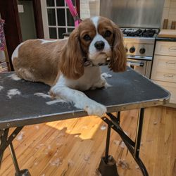 Kadee's Dog House - After her groom