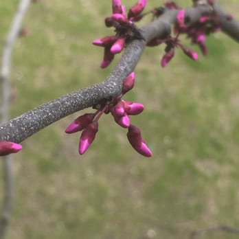 An Artist's Touch Tree & Shrub Inc - Happy redbud! - Tree Services Near Me - Newton, Massachusetts