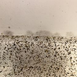 Las Palmas Apartment Homes - Mold