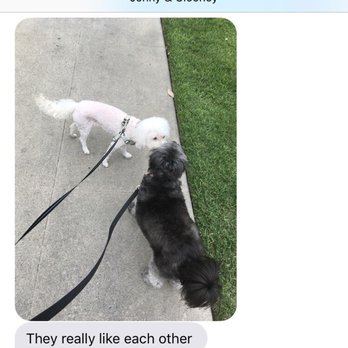 Dog Gone Runnin - Text update of Lola making friends with Clooney. :) - Dog Walkers Near Me