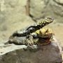 Photo of Rainforest Adventures
