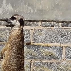 Zoo Halle