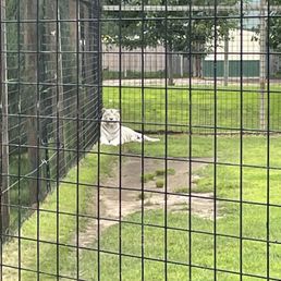 White Bengal Tiger