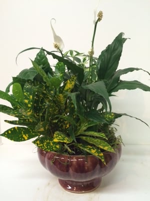 Plant Baskets - We make every occasion bloom