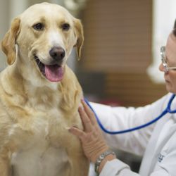 MedVet Sandy