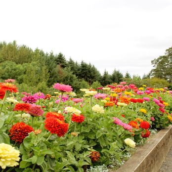 The Oregon Garden - More zinnias - these were planted around the Wedding Garden where we held our ceremony! - Botanical Gardens Near Me - Silverton, Oregon
