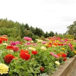 The Oregon Garden - More zinnias - these were planted around the Wedding Garden where we held our ceremony!
