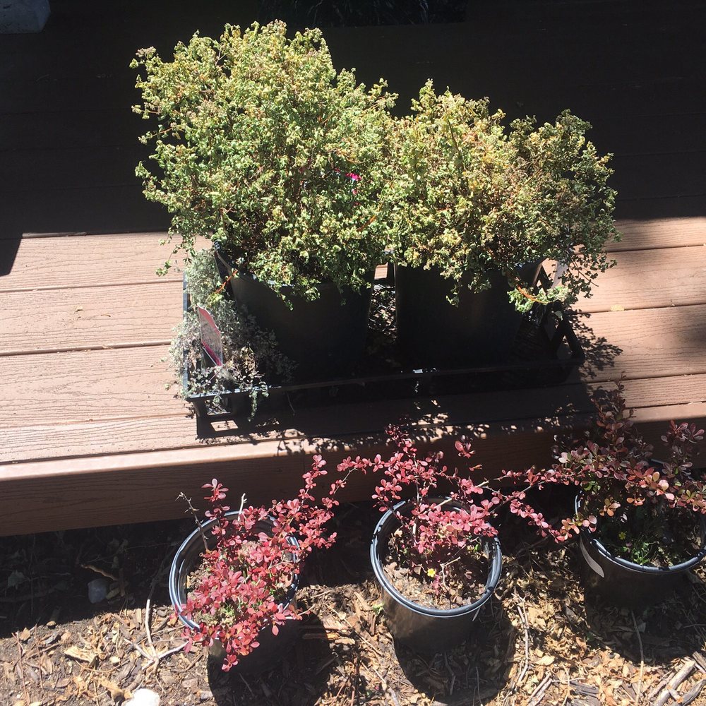 Dead golden spirea (after 3 days) while others are thriving.
